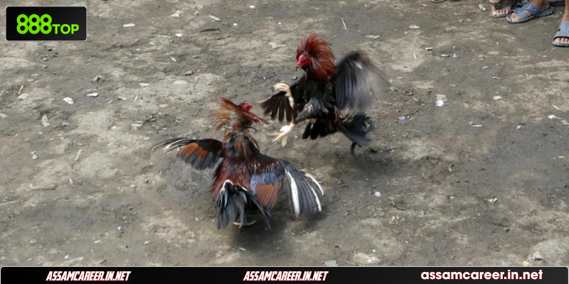 Luật Chấp Trong Đá Gà: Tổng Hợp Các Quy Định Chuẩn Nhất Các kiểu chấp cựa phổ biến