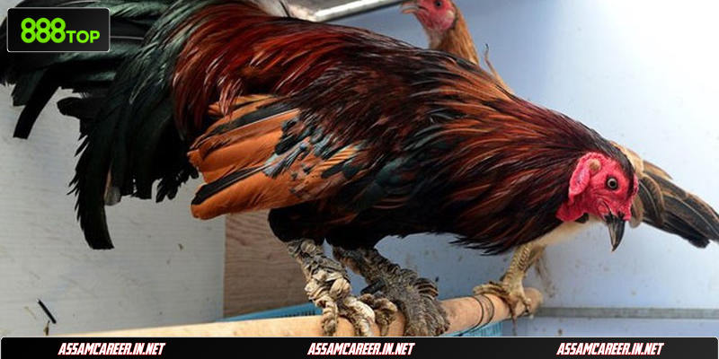 Đặc điểm nhận diện gà vảy rồng