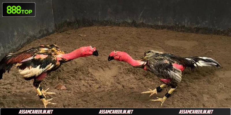 Luật Chấp Trong Đá Gà: Tổng Hợp Các Quy Định Chuẩn Nhất Đọc kèo chấp đá gà trực tuyến