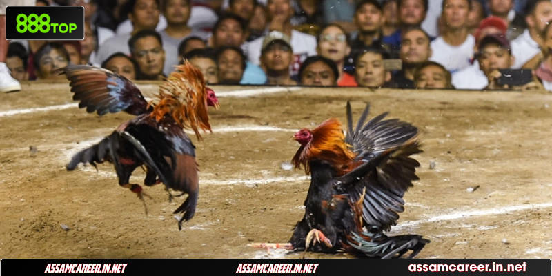 Đọc vảy đoán lối đá