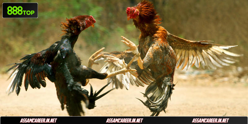 Nhận diện các thế đá gà hay